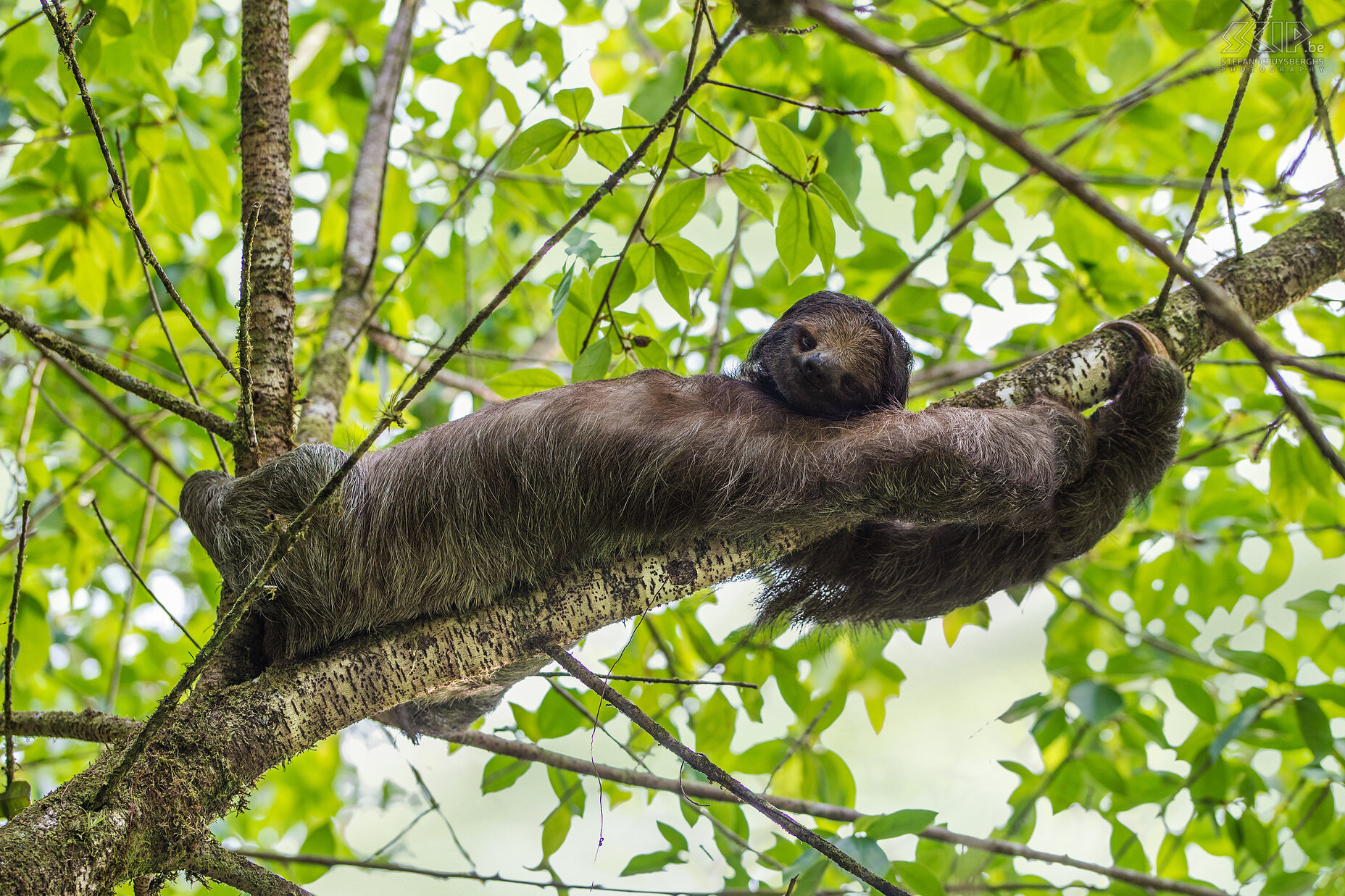 La Selva - Drievingerige luiaard Een drievingerige luiaard (three-toed sloth, bradypus) in de jungle van La Selva. Deze luiaards hebben een korte staart van 6-7 cm en drie klauwen aan elke arm. Hun lichaam is gemaakt om te hangen en ze bewegen ontzettend traag. <br />
 Stefan Cruysberghs